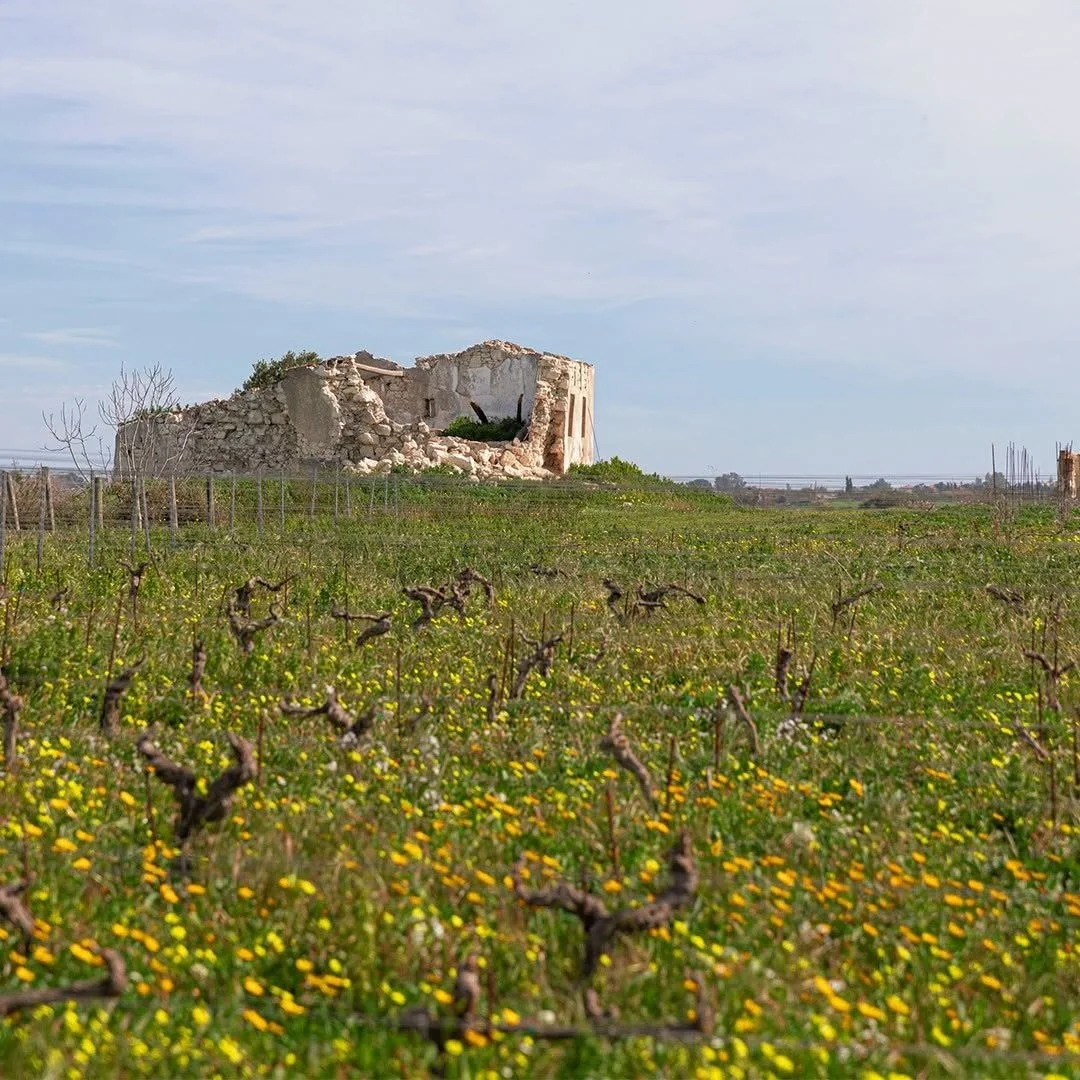 Italy_Sicily_Gulfi_only produces native grapes.jpg