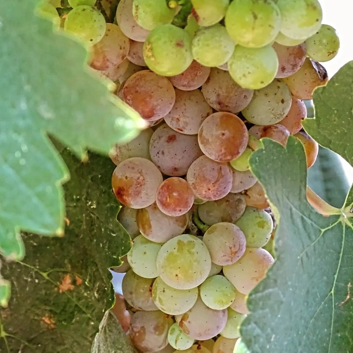 Greece_Tripolis_Panagopoulos_grape Moschofilero.jpg