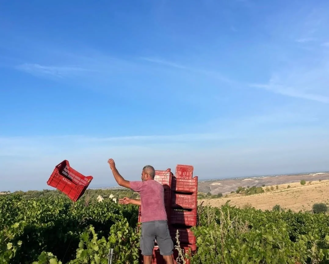 Summer Wines from Europe