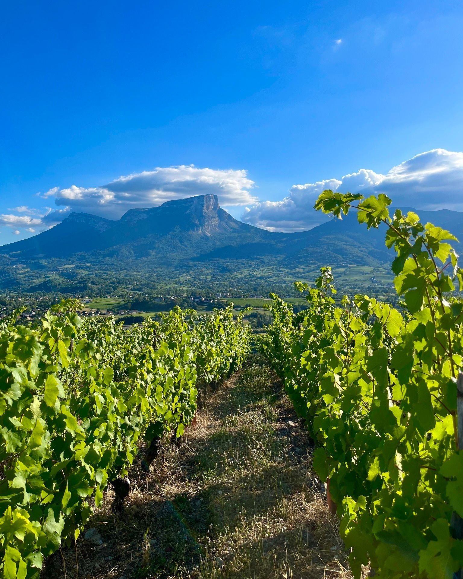 France_Savoie_Philippe Viallet_vineyards_summer.jpg