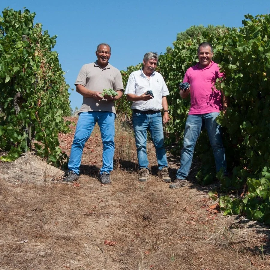 Cabriz_Dao_vineyard inspection 091718_square_v3.jpg