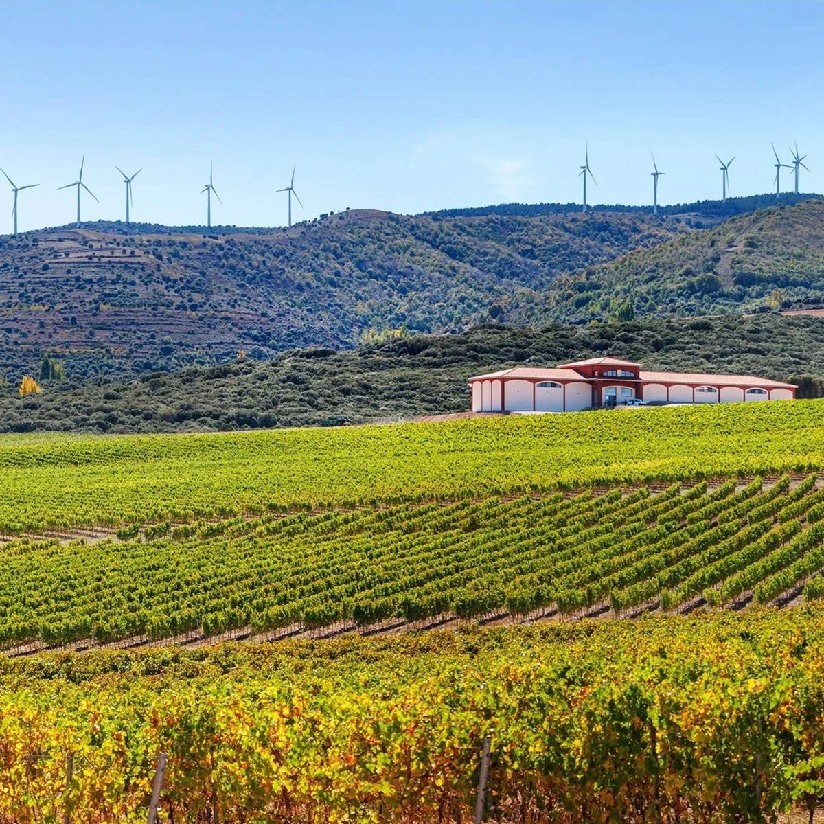 Spain_Rioja_El Coto_Verdejo_estate_v2.jpg