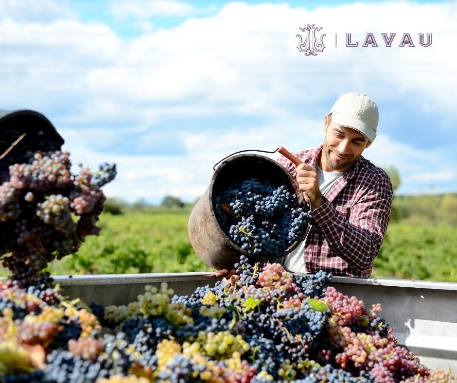 France_Rhone_Lavau_harvest.jpg
