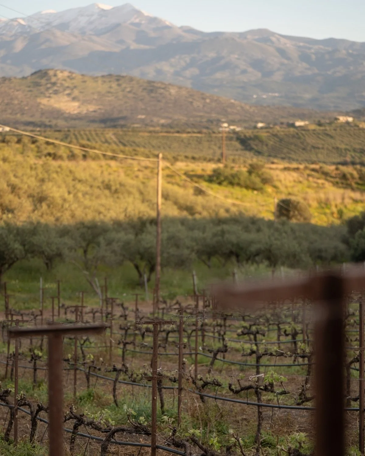 Greece_Crete_Klados_vineryards.jpg