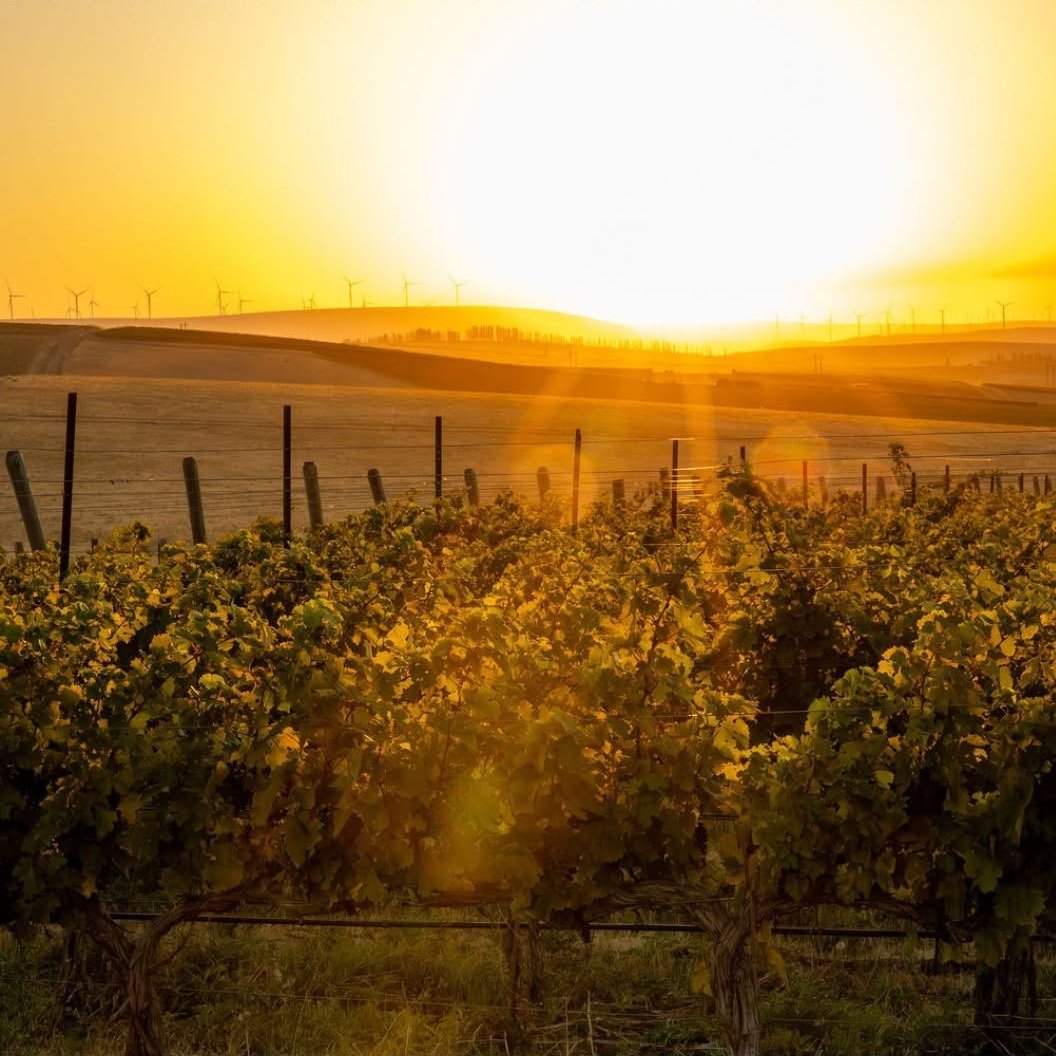 Washington_Columbia Valley_Sagemoor_summer vineyards.jpg