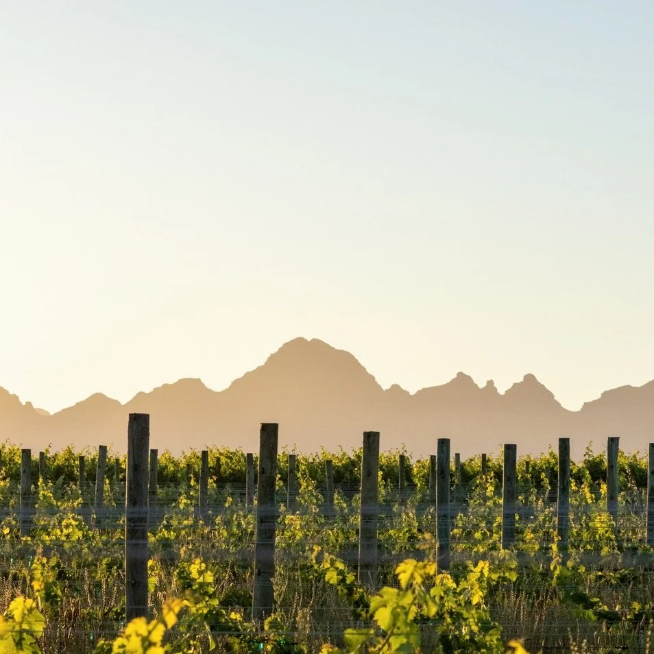 South Africa_Stellenbosch_Mulderbosch_vineyards_v2.jpg