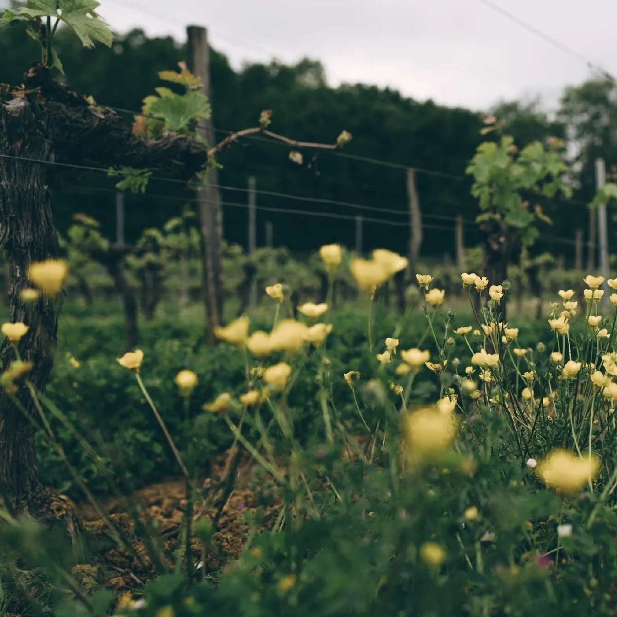 Bordeaux_Chateau Meynard_spring in the vineyards_v2_square.jpg