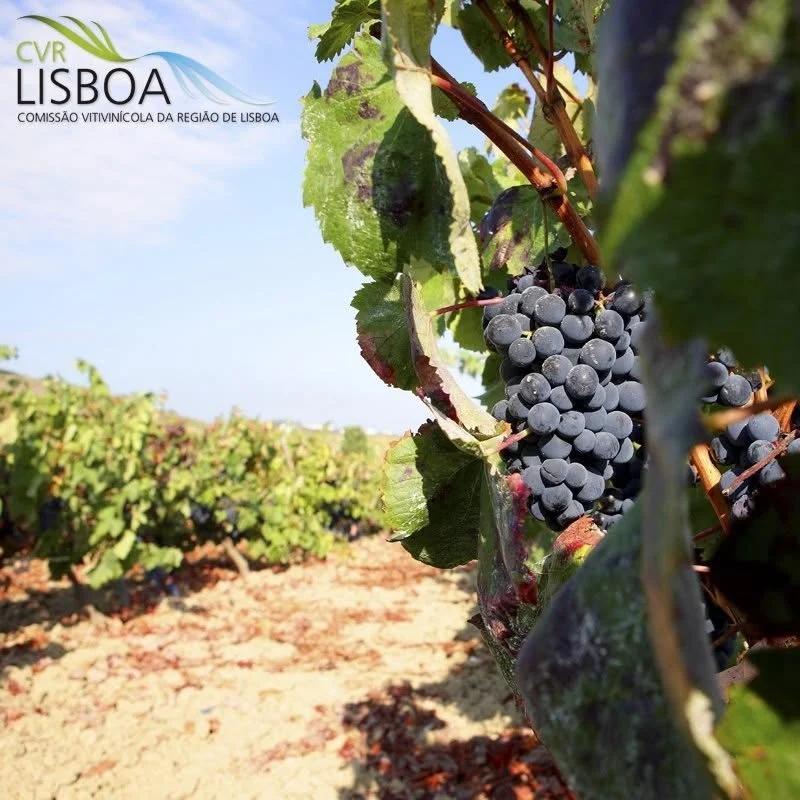 FB_Vinhos de Lisboa_vineyards_square_v2.jpg