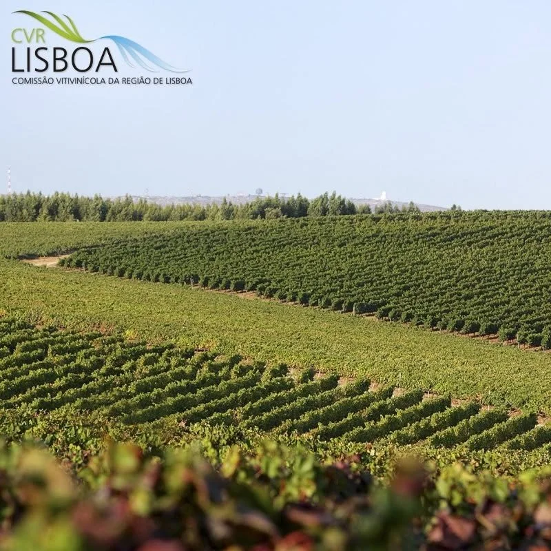 FB_Vinhos de Lisboa_vineyards_square_v3.jpg