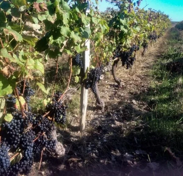 France_Bordeaux_Medoc_Pirouette_vinyeards_almost square.jpg