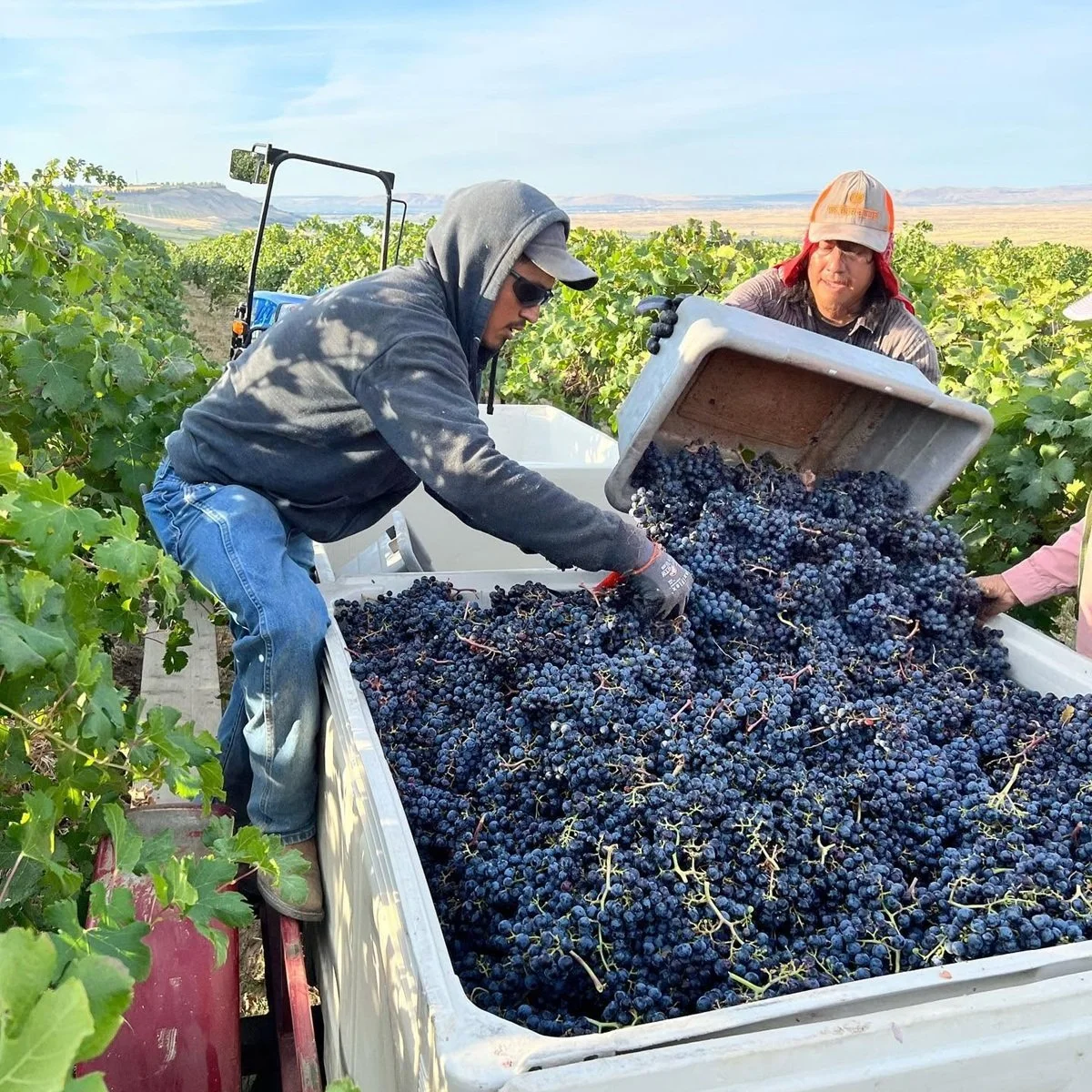 Washington_Columbia Valley_Sagemoor_harvest.jpg