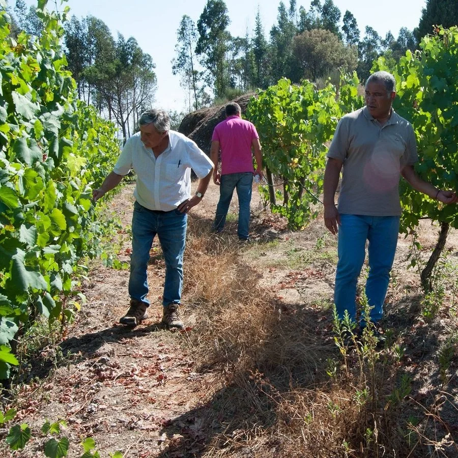 Cabriz_Dao_vineyard inspection 091718_square.jpg