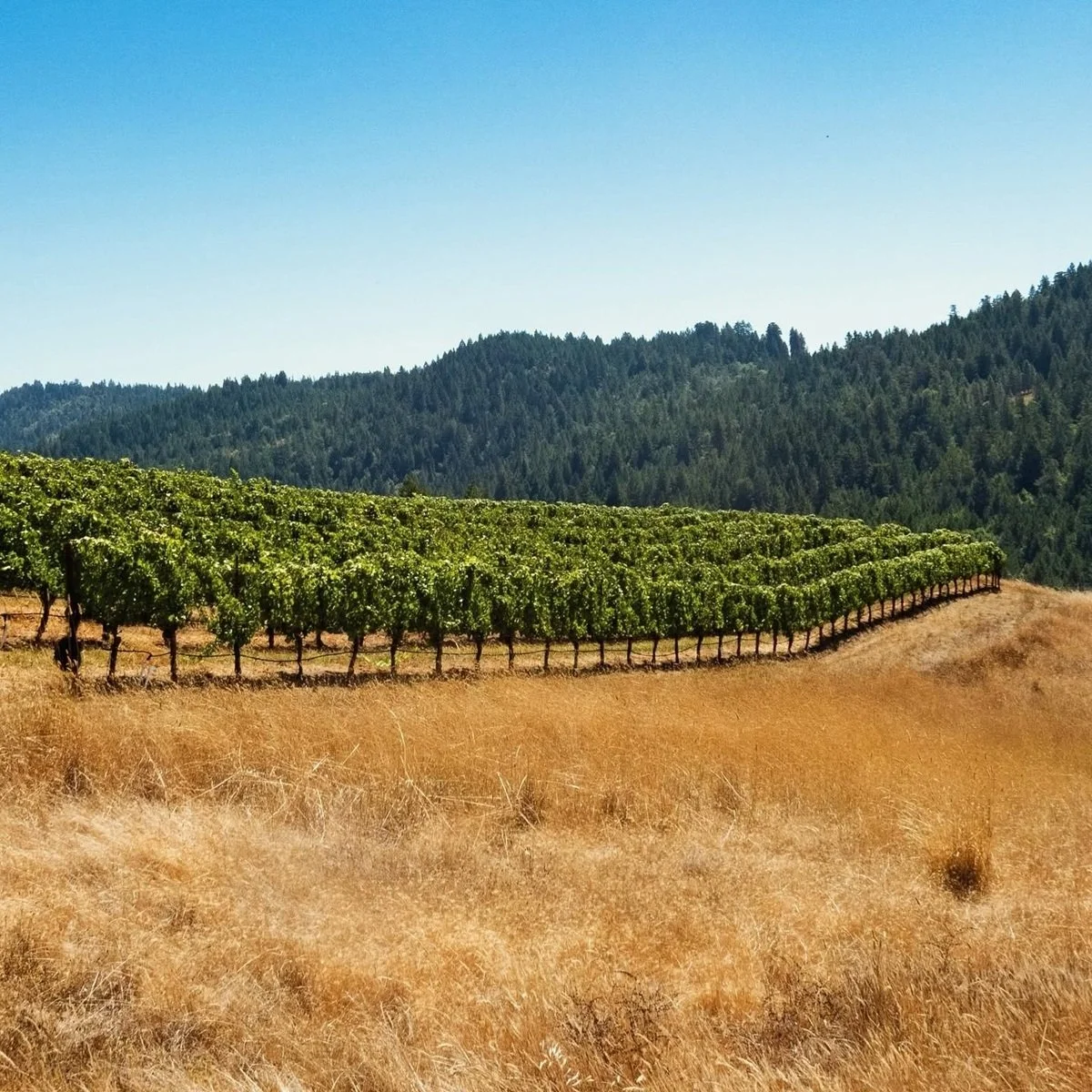 CA_Russian River Valley_Dutton Goldfield_vineyards.jpg