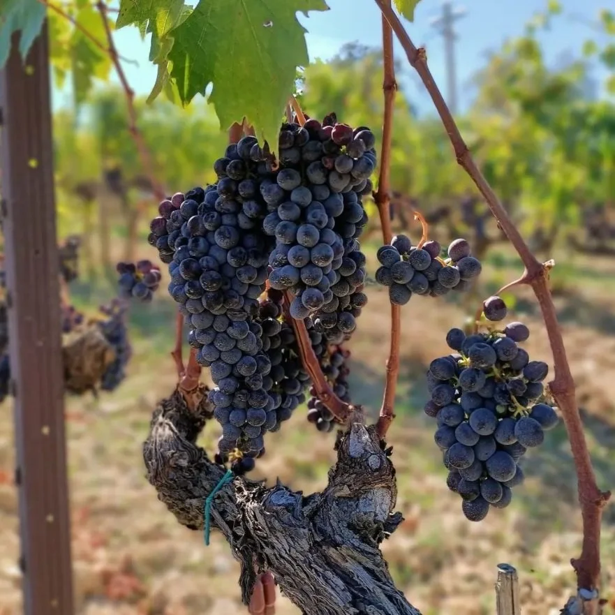 Andrea Cortonesi_Uccelliera & Voliero_wife Paola_2021 harvest.jpg
