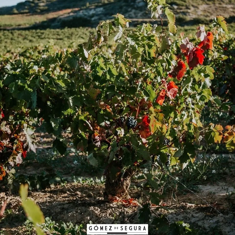 Spain_Rioja_Gomez de Segura_Tempranillo.jpg