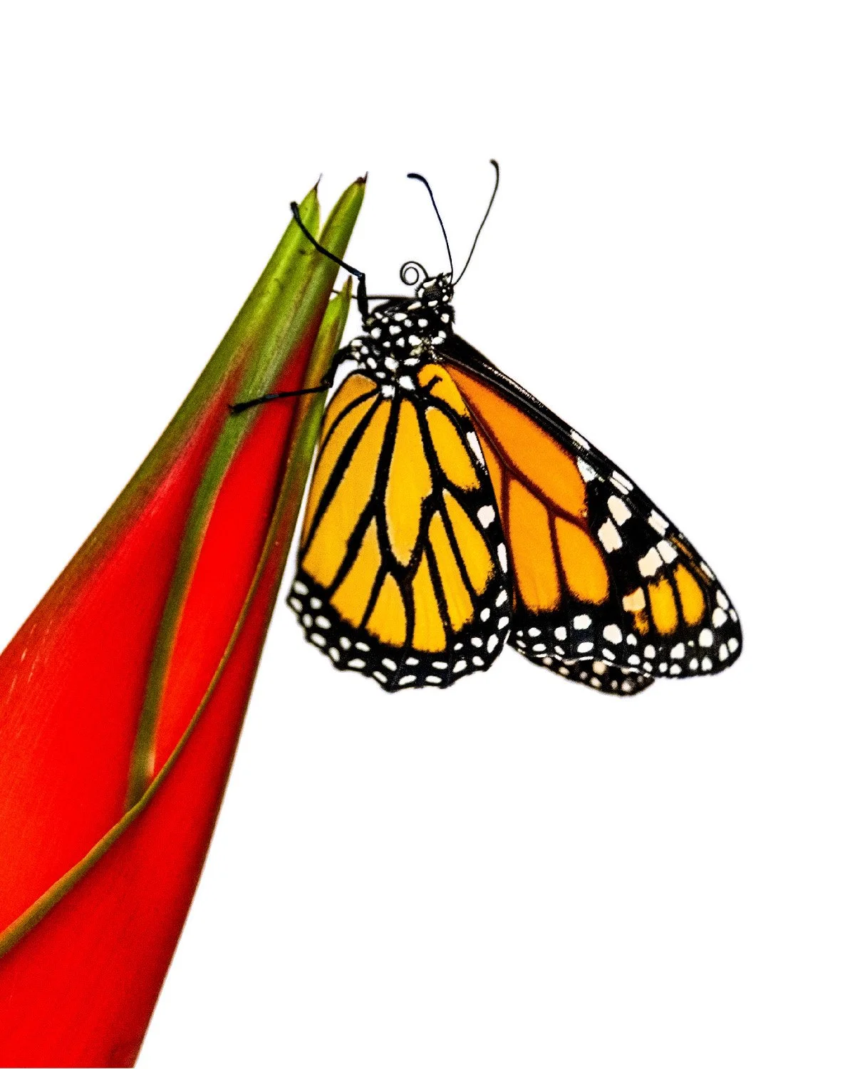 Earth Day is Every Day 🌎🦋 🌺
Yet today, as we honor and celebrate all the beauty and wonders of our planet, let us also consider the impact of our actions on the delicate balance of nature.

We can make a positive difference. I&rsquo;ve eliminated 