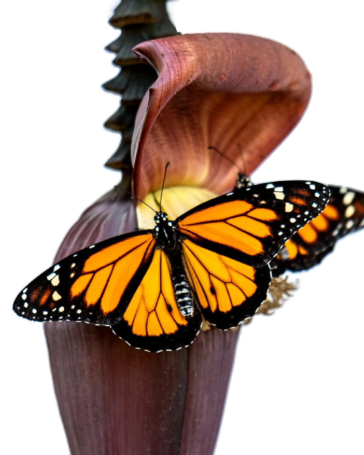 Earth Day is Every Day 🌎🦋 🌺
Yet today, as we honor and celebrate all the beauty and wonders of our planet, let us also consider the impact of our actions on the delicate balance of nature.

We can make a positive difference. I&rsquo;ve eliminated 