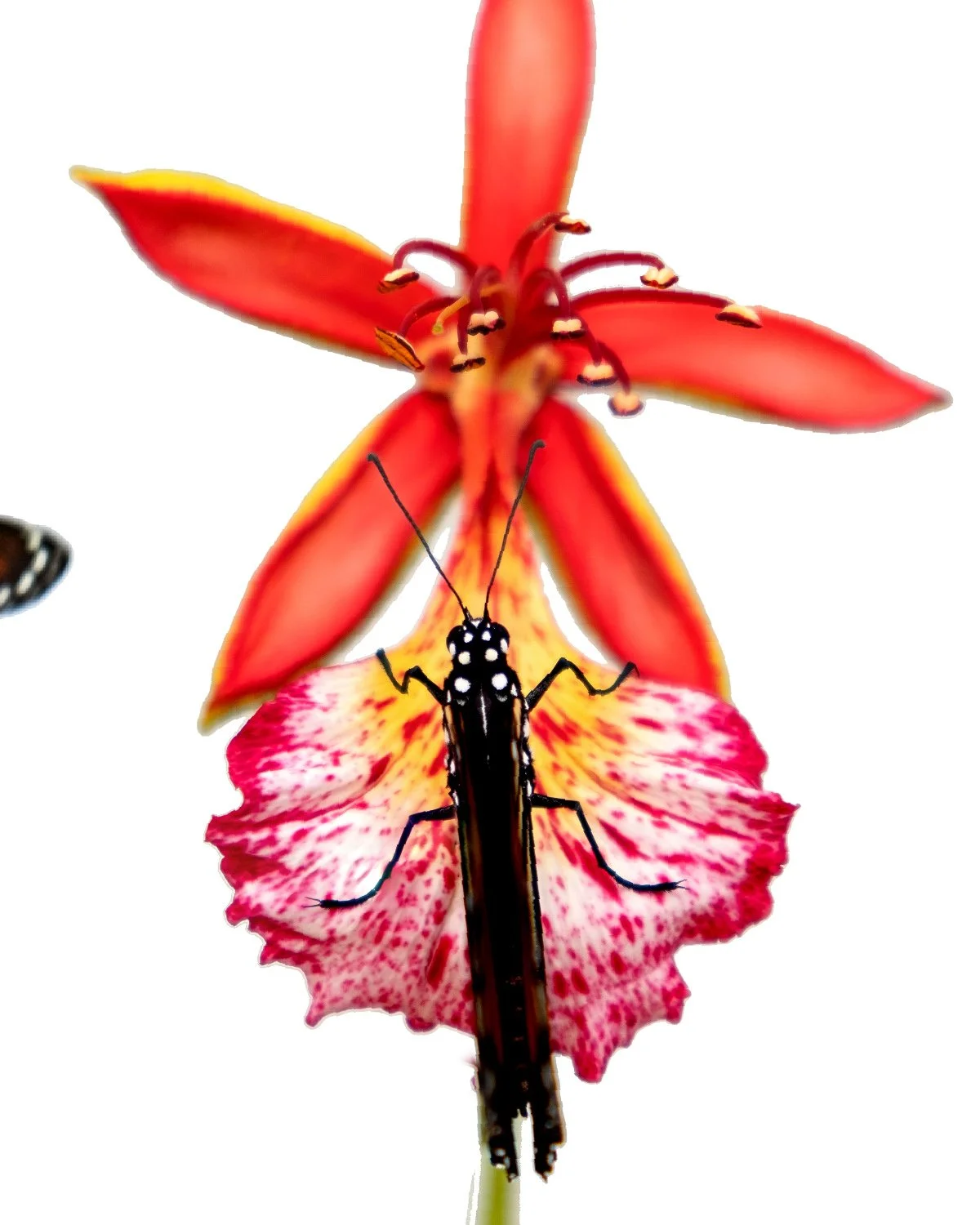 Earth Day is Every Day 🌎🦋 🌺
Yet today, as we honor and celebrate all the beauty and wonders of our planet, let us also consider the impact of our actions on the delicate balance of nature.

We can make a positive difference. I&rsquo;ve eliminated 