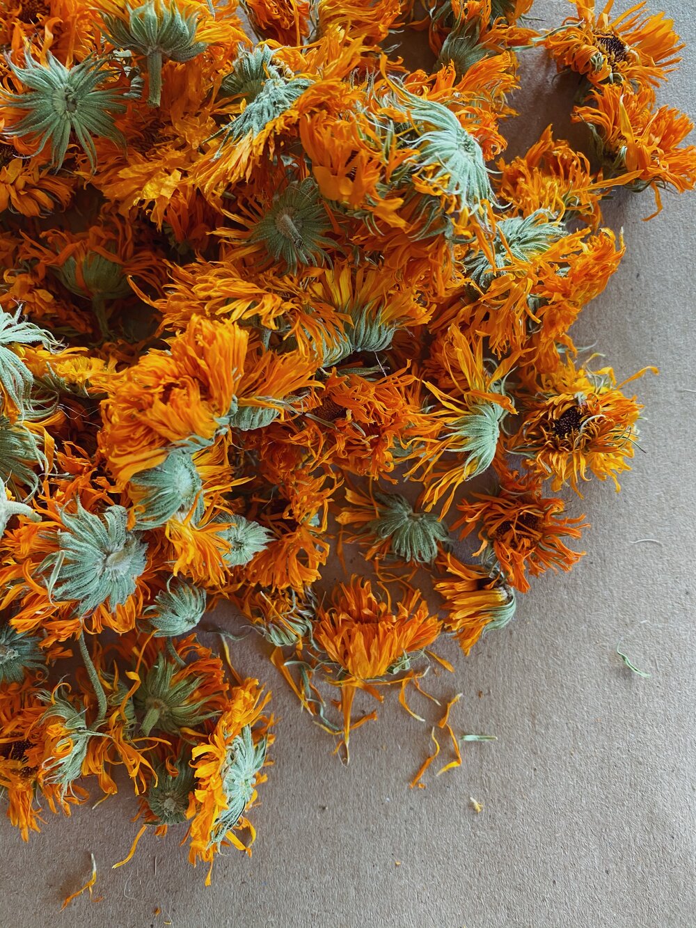 CALENDULA FLOWERS — Flower Power ❀ Herbs & Roots ❀ EAST VILLAGE NYC ❀ Open  12 - 7pm Daily