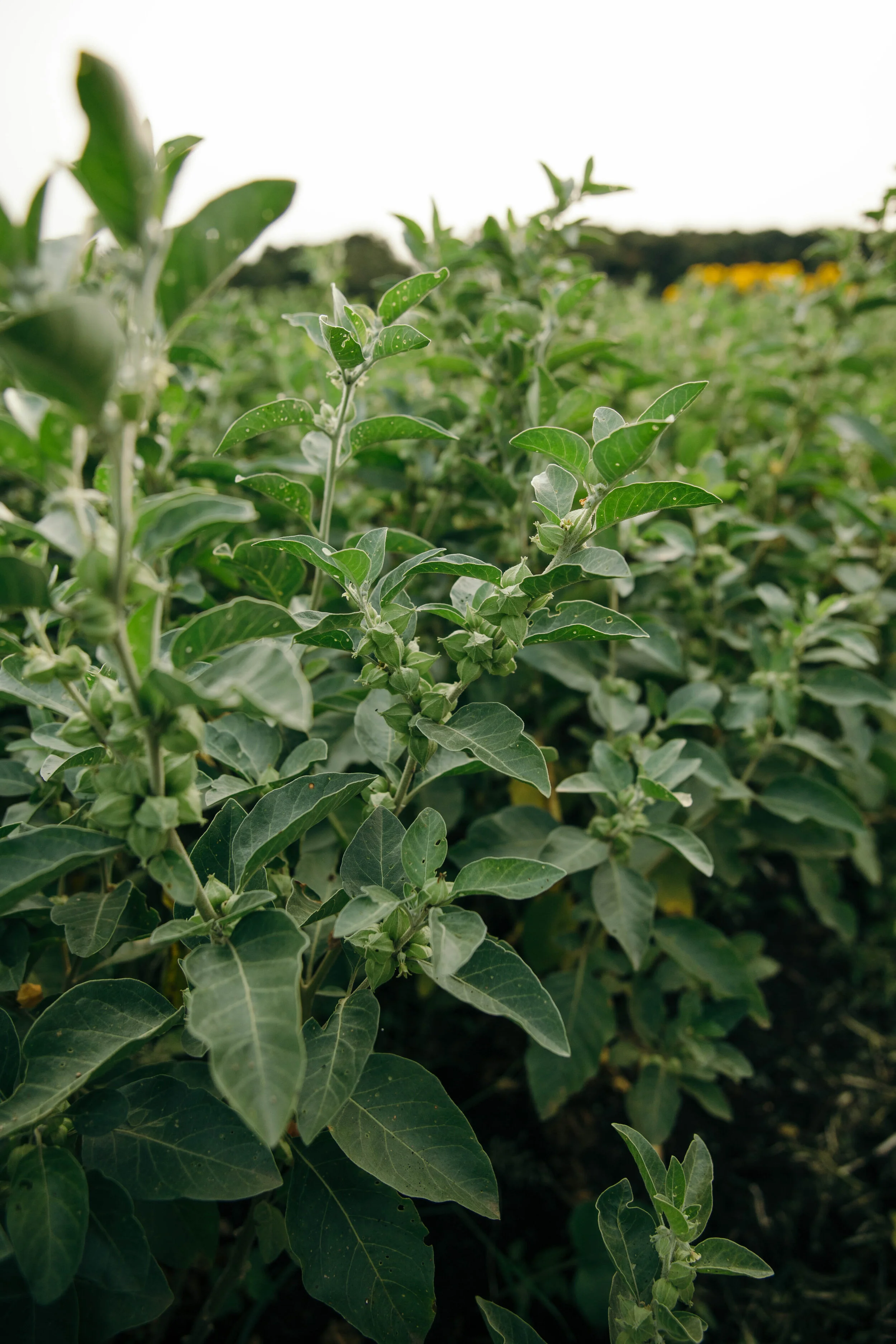 Suu Kuu Golden Hour-7902.jpeg