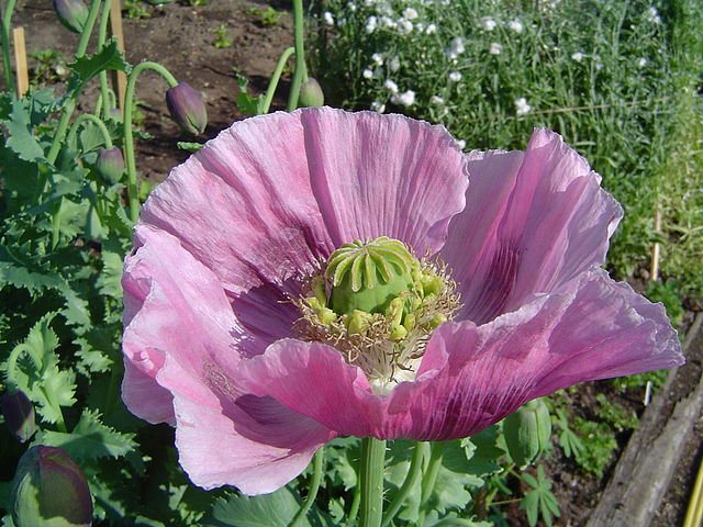 640px-Opium_poppy.jpg