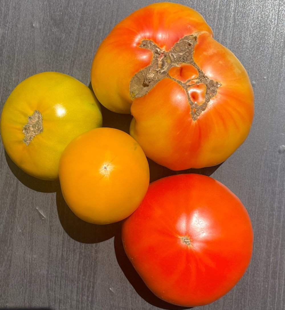 tomato yellow red cluster.jpg