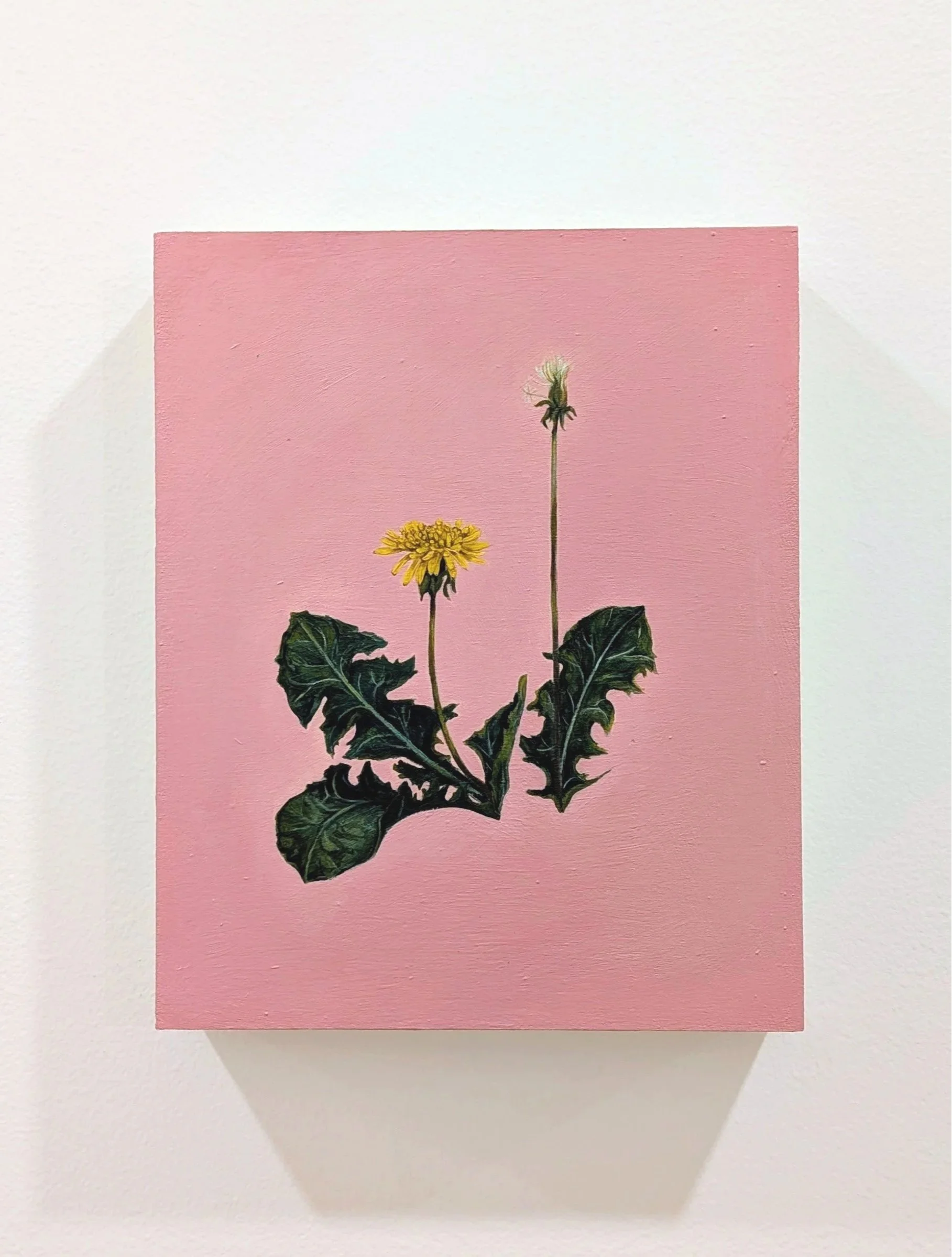 Dandelions, 2026