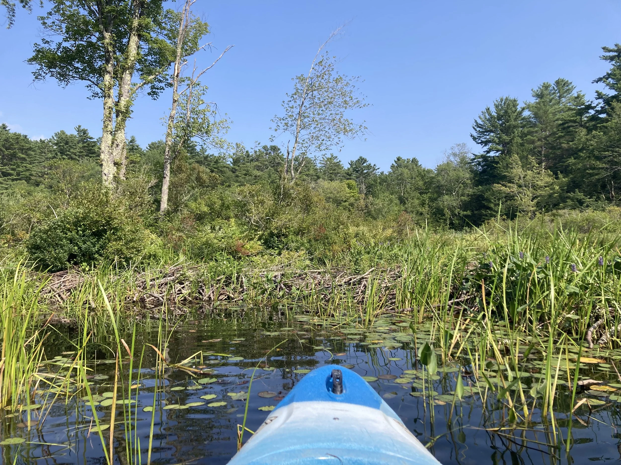 Beaver: The Wetland Weaver
