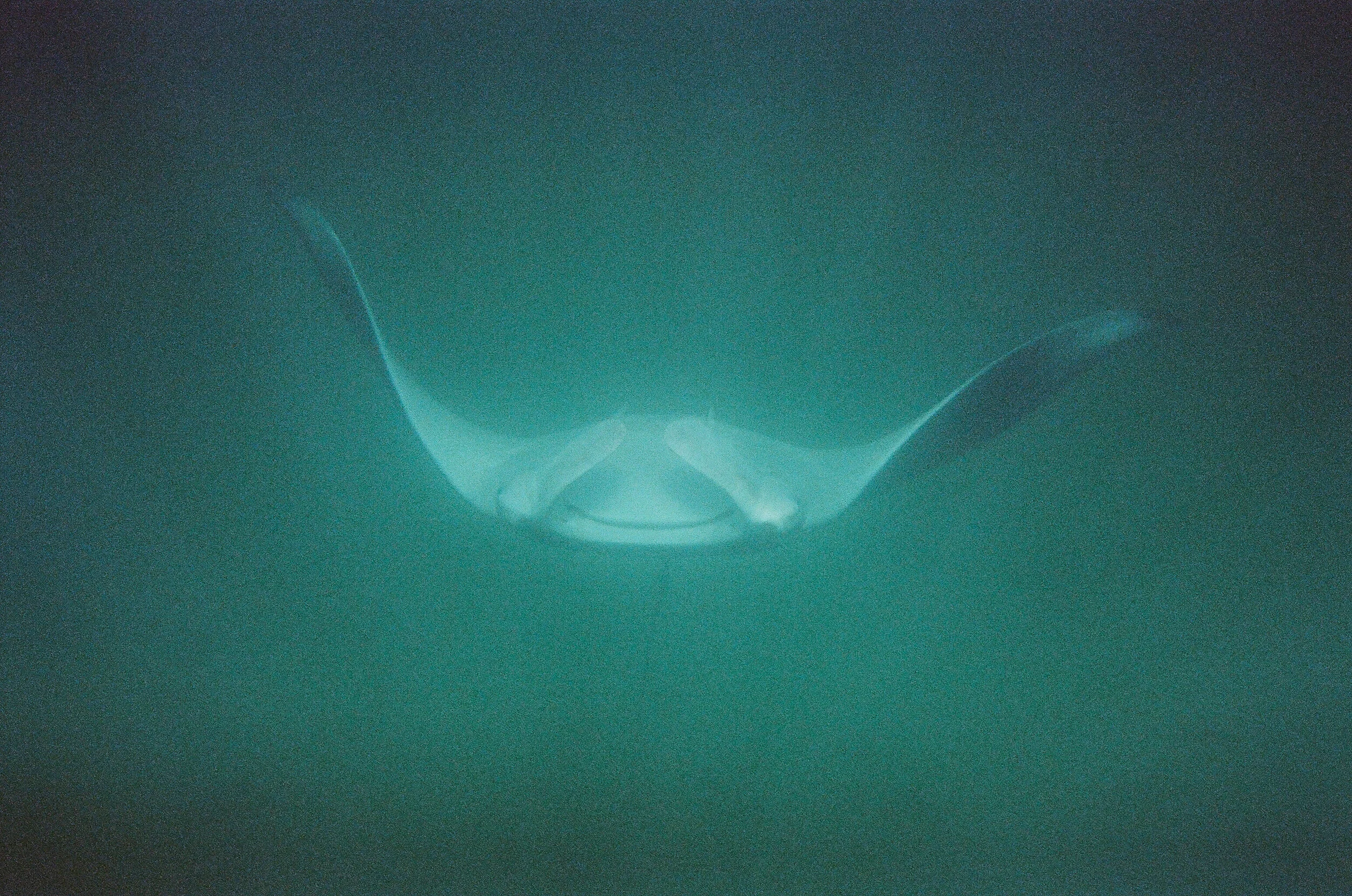 manta.jpg