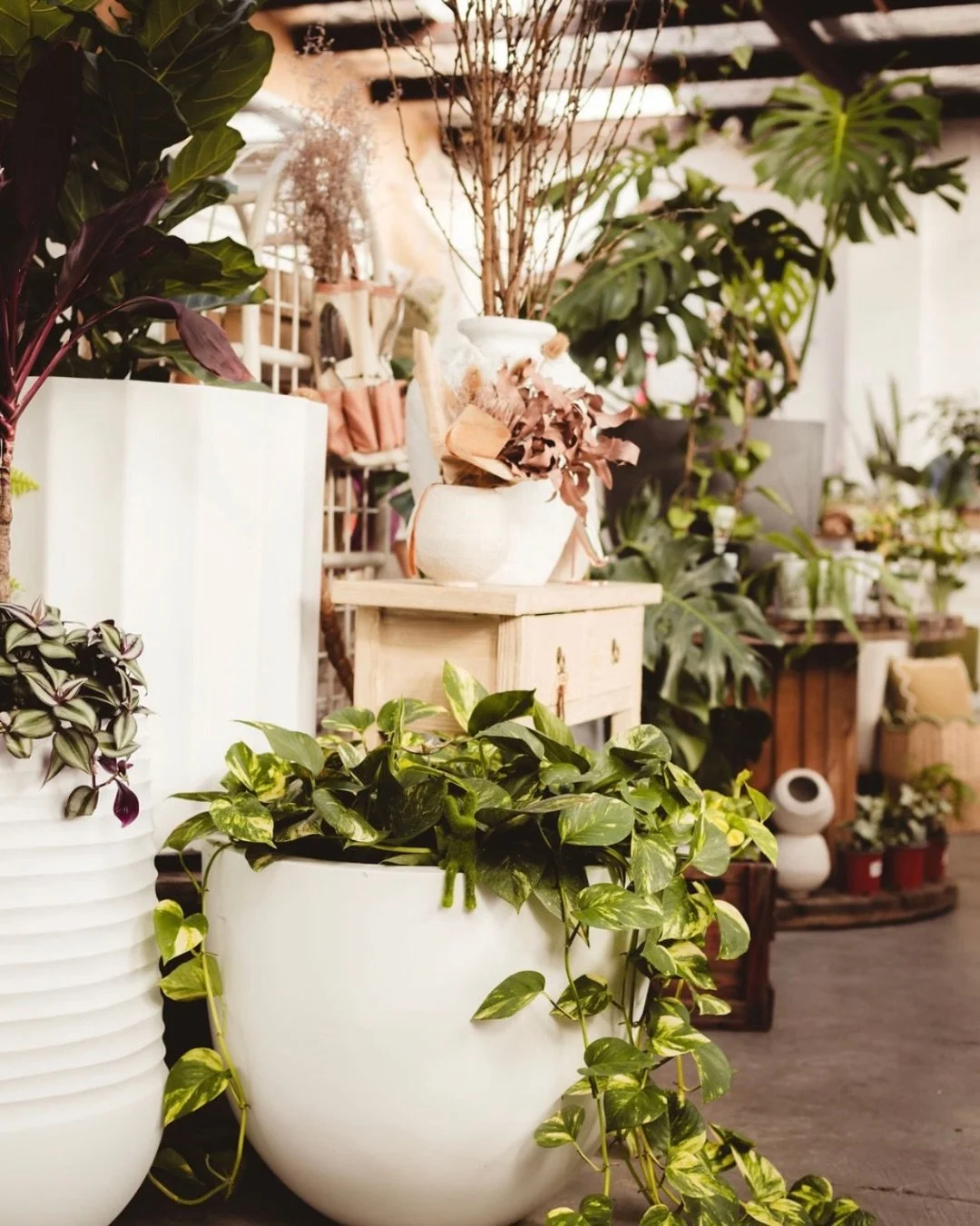 Feels like a little slice of Berry&hellip; except it&rsquo;s right here in Kirrawee. 🌿 @botanica_lane is quietly becoming the go-to for gifts and garden finds that feel a little more considered, just in time for Mother&rsquo;s Day.

Explore aisles o