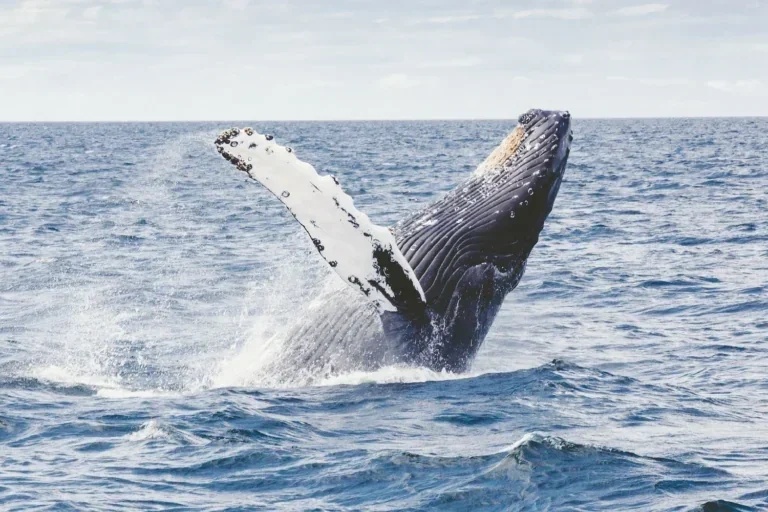 Whale breaching beside a whale-watching boat on the ocean.