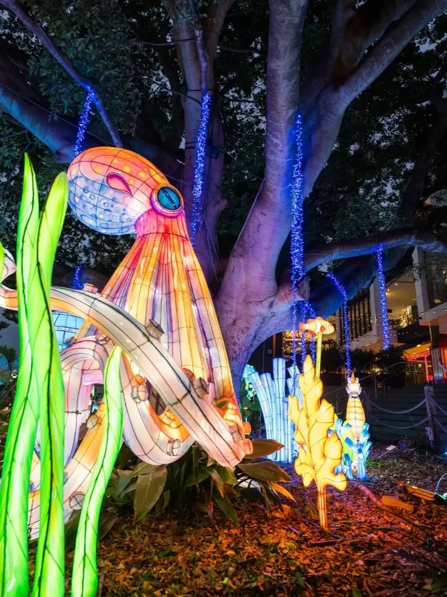Miranda-Westfield-festival-of-lights