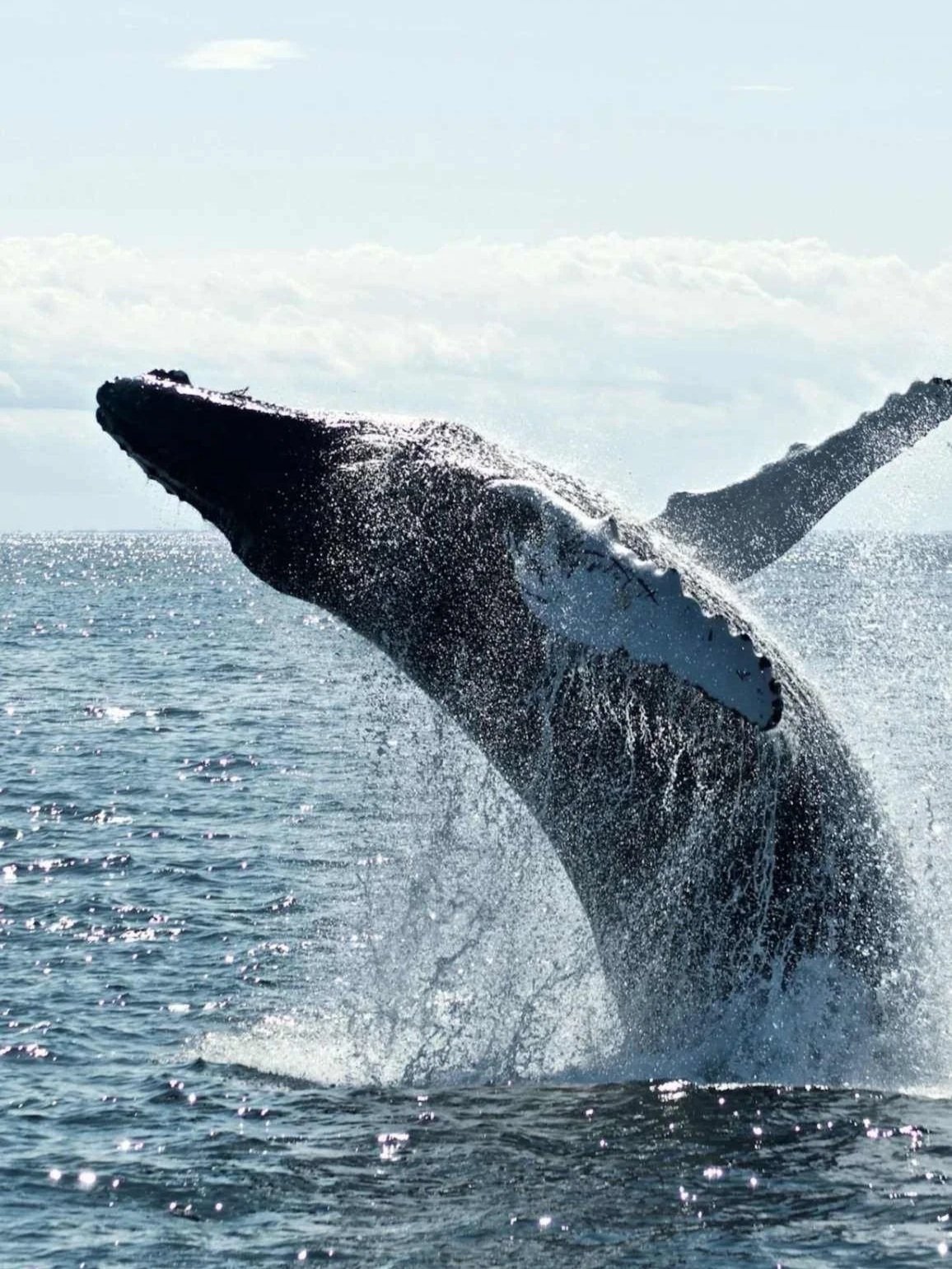 Whale Watch, Cape Solander