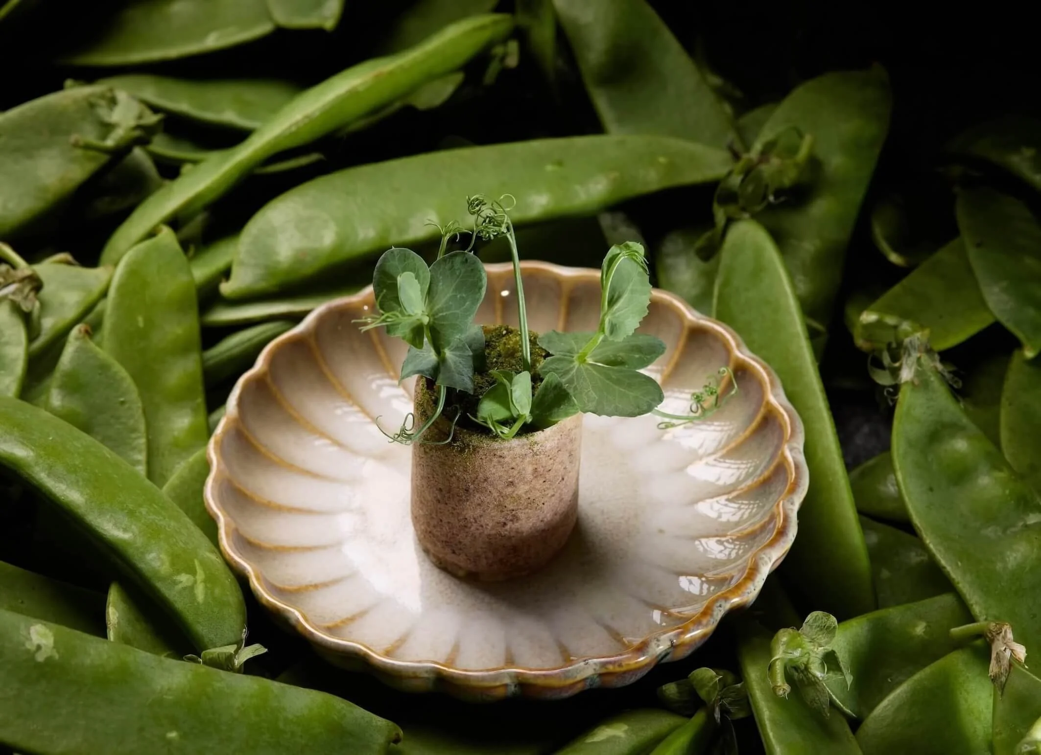 The Pines X NEL, Cronulla