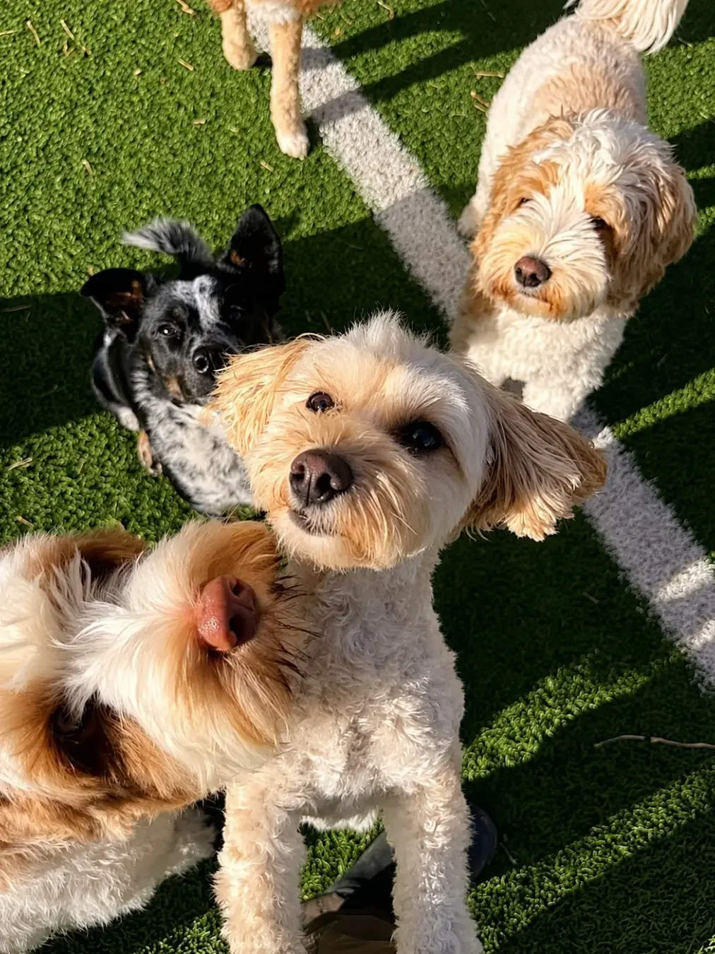 Four small curly-haired dogs — cream, black-and-white, and tan — playing together on green synthetic turf at a Sutherland Shire dog day out event.
