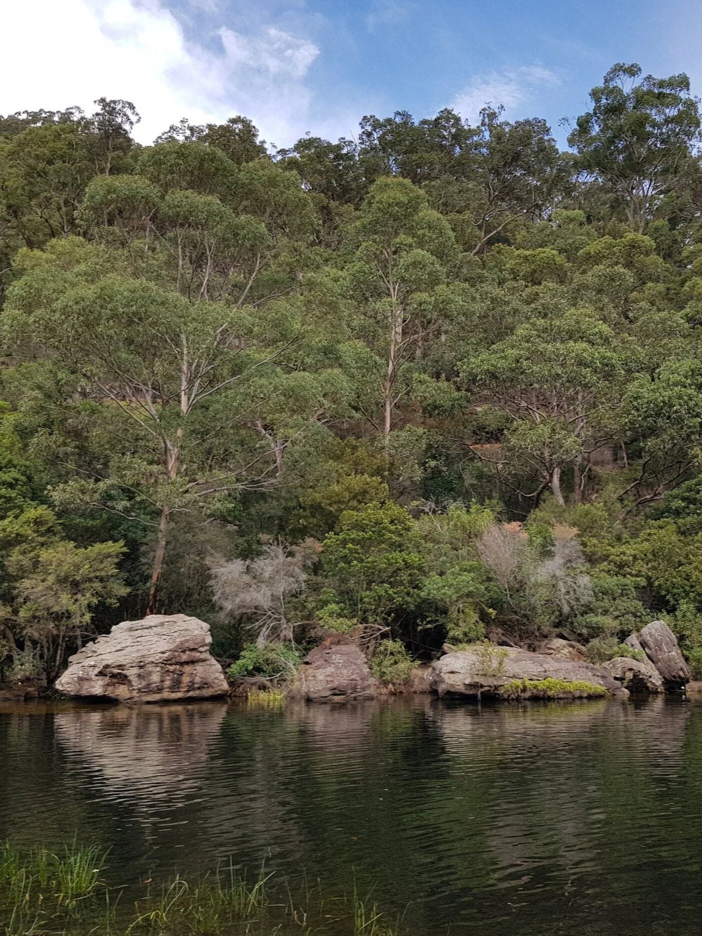 The Needles in Woronora, Sydney, featuring a peaceful natural swimming hole with calm, dark green water, large sandstone boulders along the riverbank and dense Australian bushland filled with eucalyptus trees.