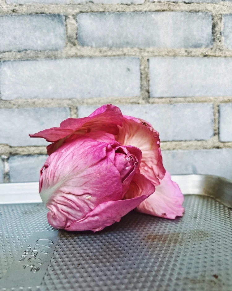 Rosa Del Veneto, Pink-Toned Radicchio — Chloé Robi