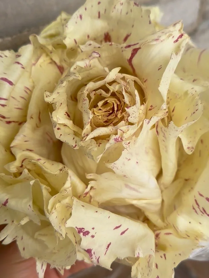 Some ingredients don’t ask for attention, they hold it. Castelfranco radicchio. Tender, luminous, creamy, gently bitter, like a flower with those unmistakable wine-stained freckles.

A reminder that elegance is often already there grown into th