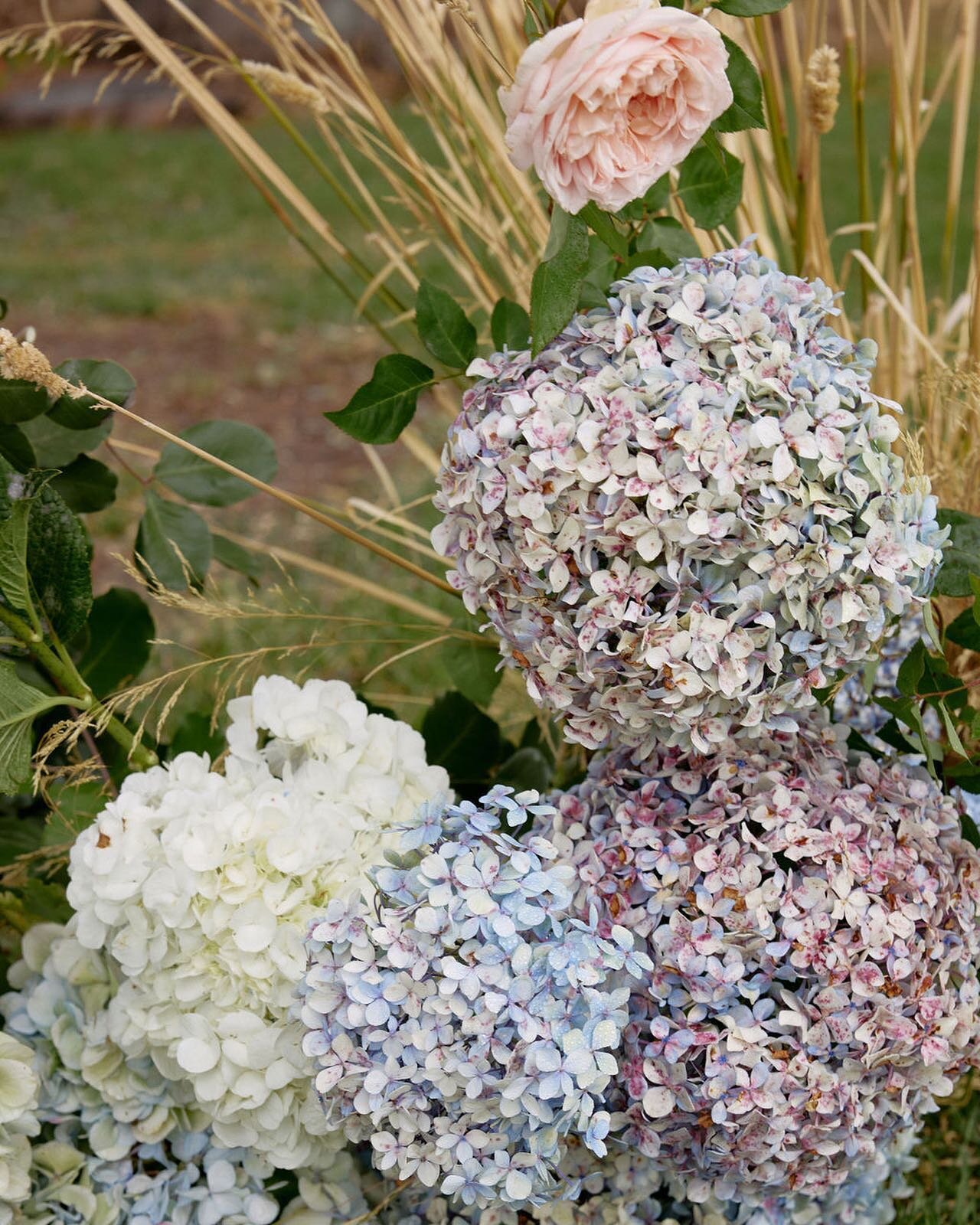 Favourite speckled hydrangea 🥰

📸 @sebastian_paynter_photo