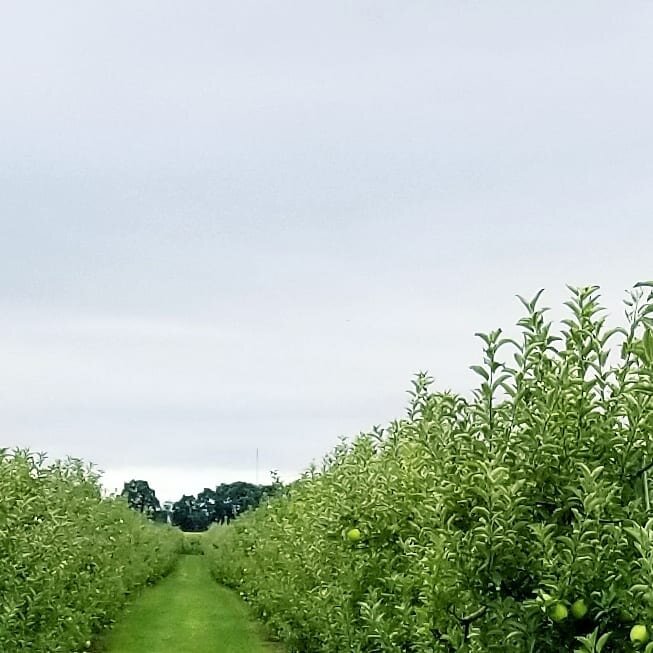 When a local canadian Apple Orchard has me thinking about visiting Cali because #LMSTL love's @juicebeauty! 🍏💚🌿🍏🌿💚