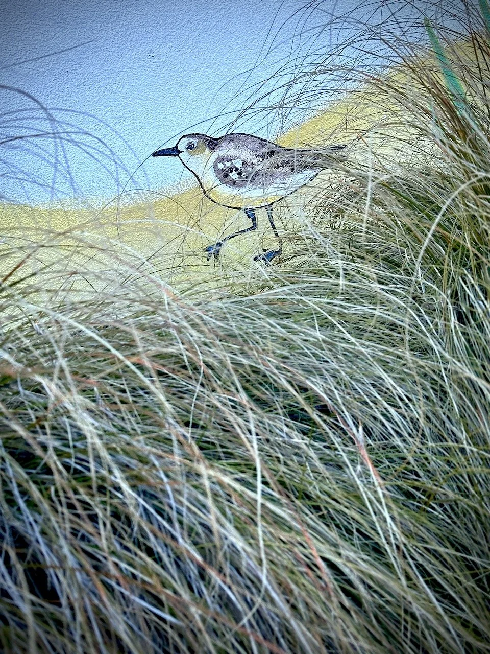 BB Map of the Coro -  Kuaotunu Dunny Dotteral 