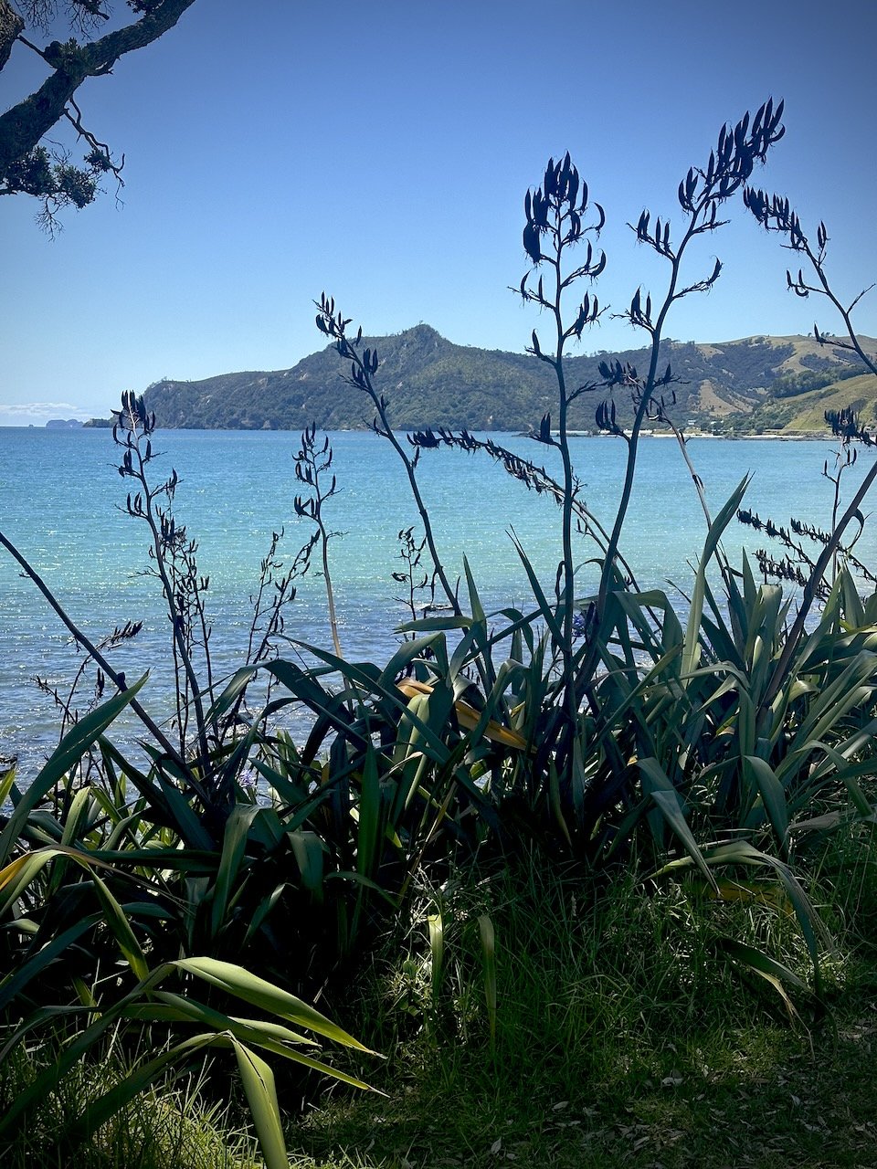 BB Map of the Coro - Flax