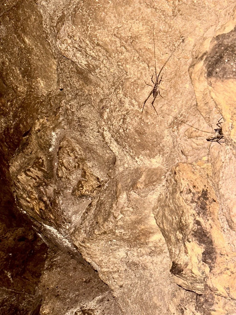 BB Map of the Coro - Cave Weta