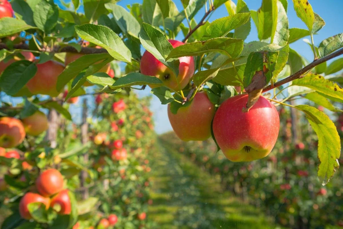 Apples.jpg