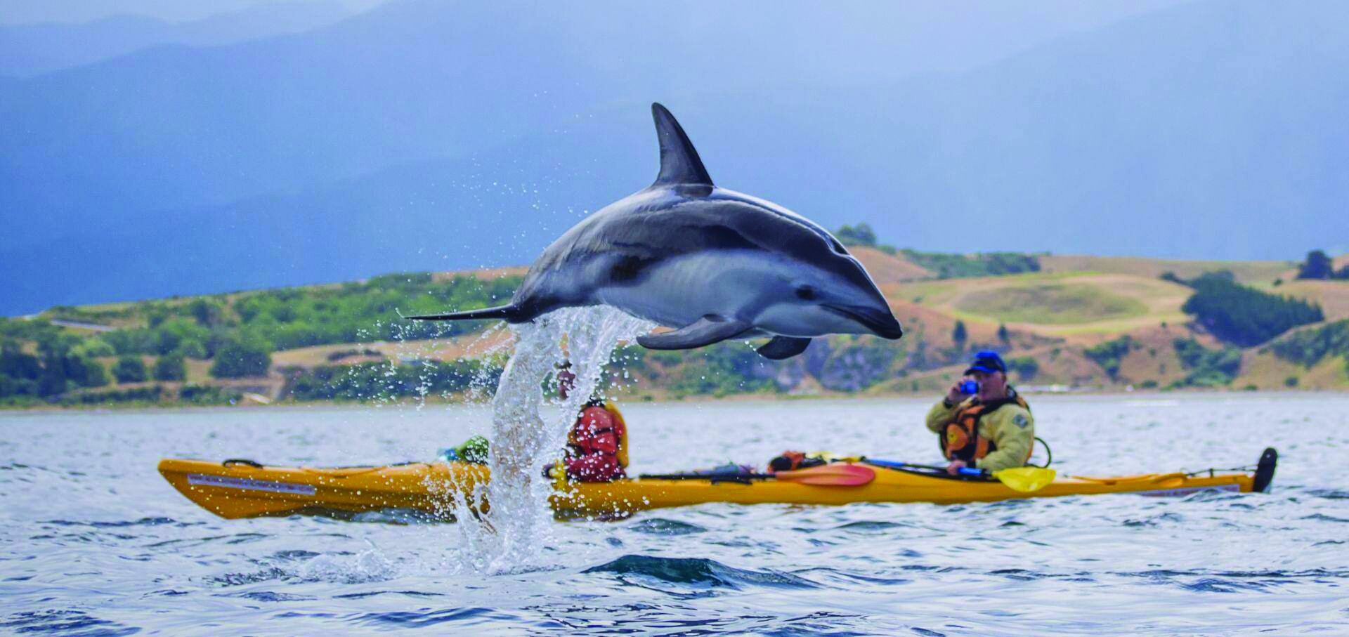 dolphins-4.jpg