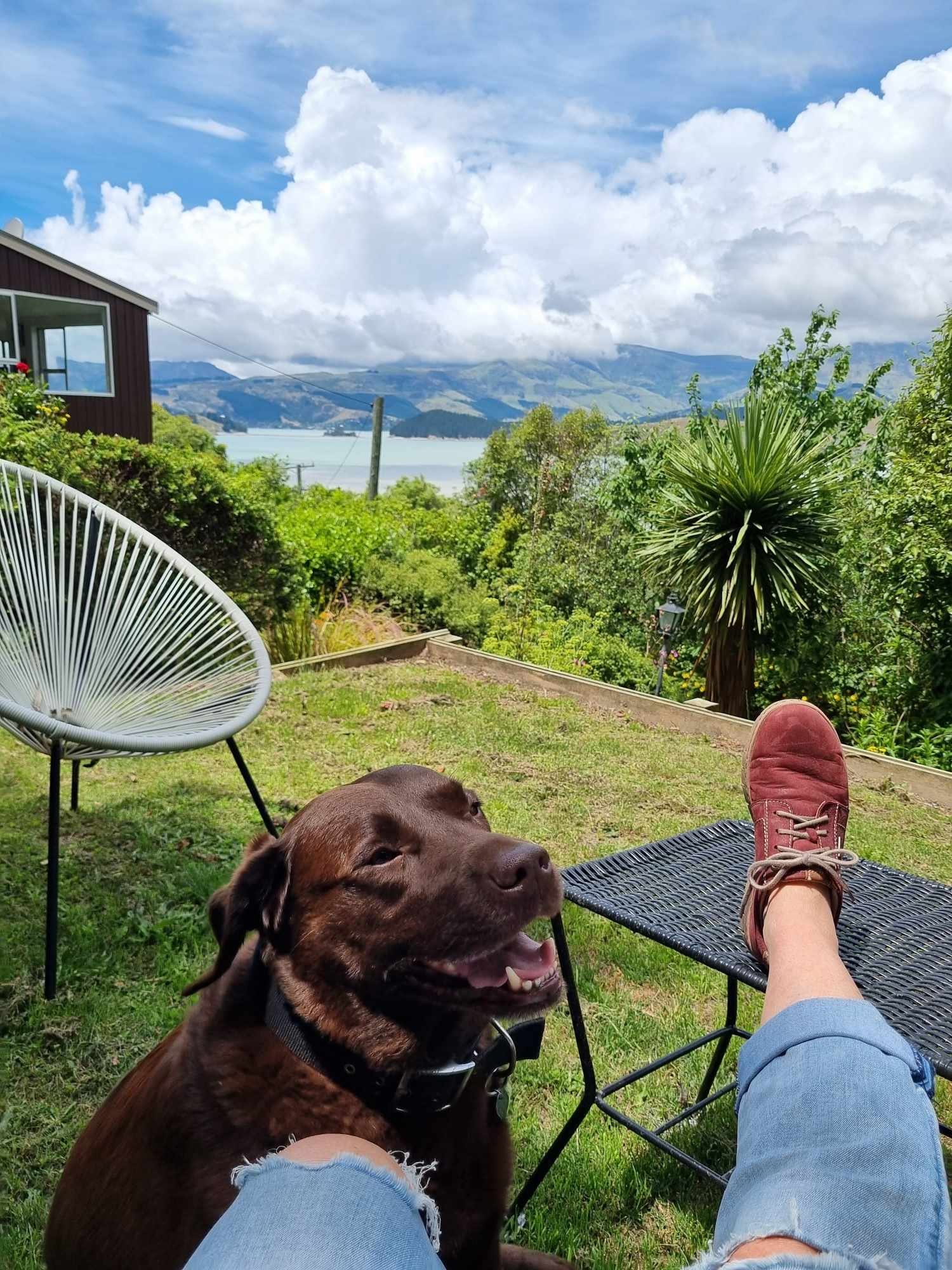 More great views and another happy pet on a house sit.jpg