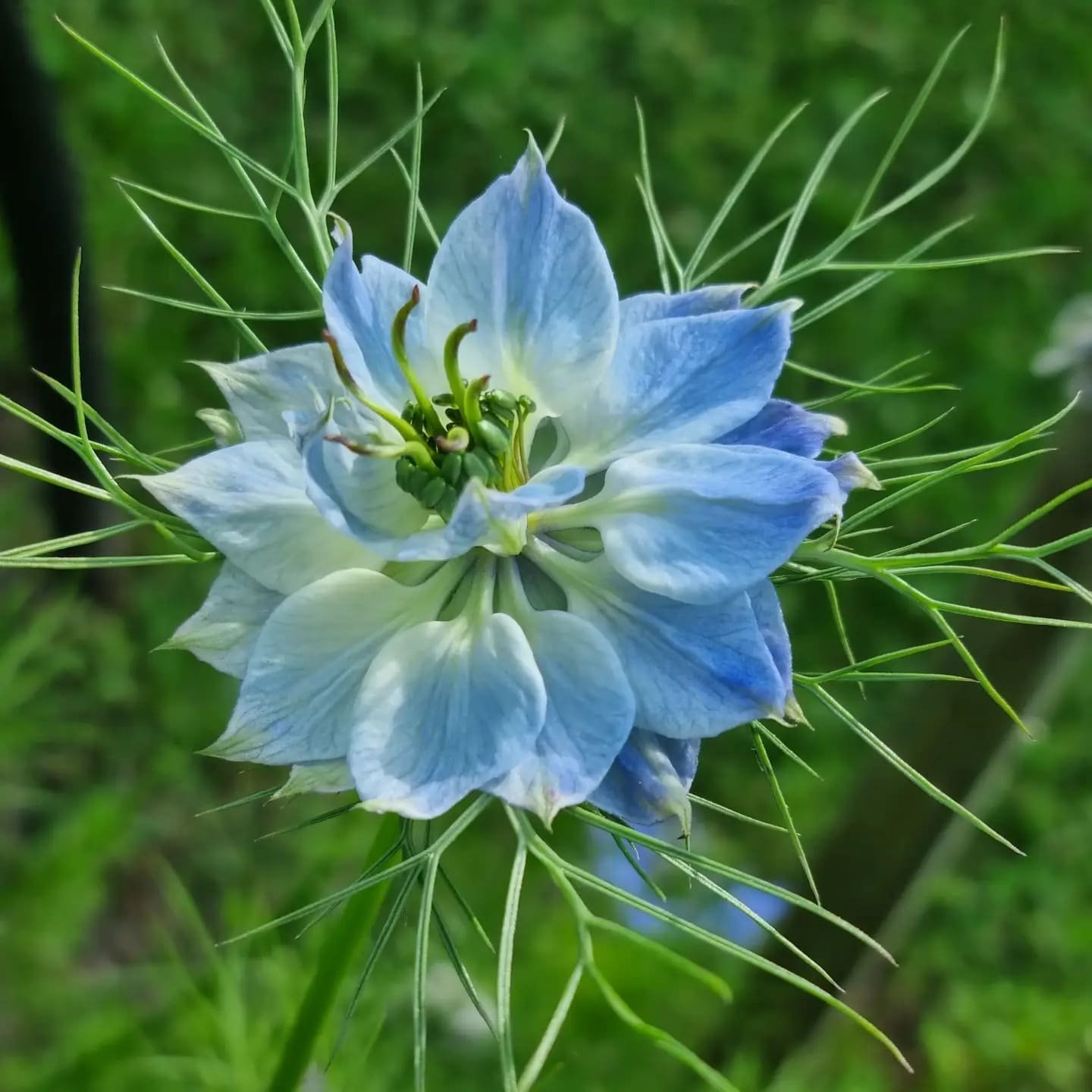Birch Hill Flower Farm 