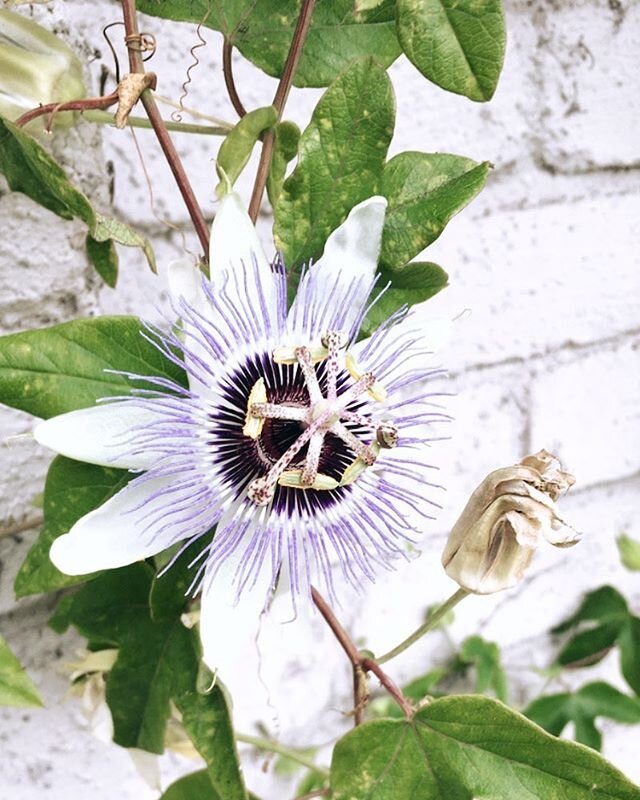 💜💜 just ordered way too much lilikoi butter from Maui (thank you @humbowlwagon!) and I&rsquo;m not mad about it. Isn&rsquo;t passion vine insanely beautiful!?