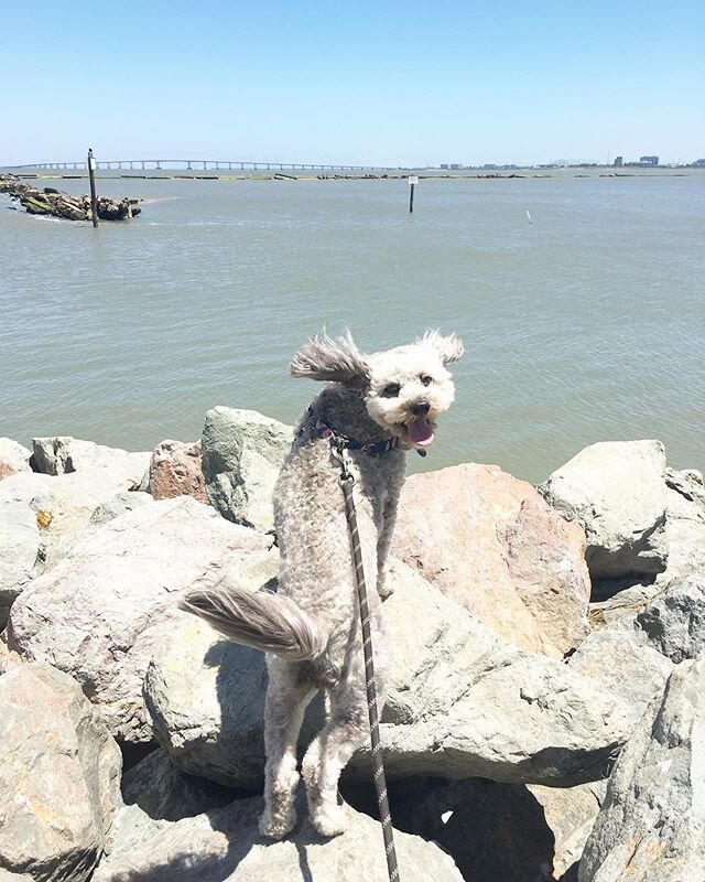 &ldquo;Does my hair look okay?&rdquo;
&bull;
More on @dogfriendly_bayarea