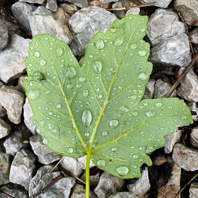 Es regnet, es regnet, die Erde wird nass! Und wenn's genug geregnet hat, dann w&auml;chst auch wieder Gras! ... Es regnet, es regnet, es regnet seinen Lauf! Und wenn's genug geregnet hat, dann h&ouml;rt's auch wieder auf! #regen #rainydayas #urlaubmi